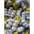 hot sale size 5.0 up china fresh garlic normal white